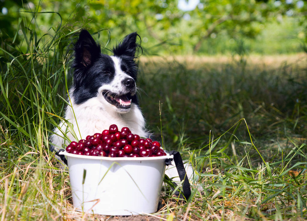 Lächelnder Hunderasse Border Collie liegt auf dem Gras in der Nähe eines Eimers mit Kirschen. - Foto, Bild