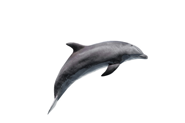 grey bottlenose dolphin isolated on white - Photo, Image