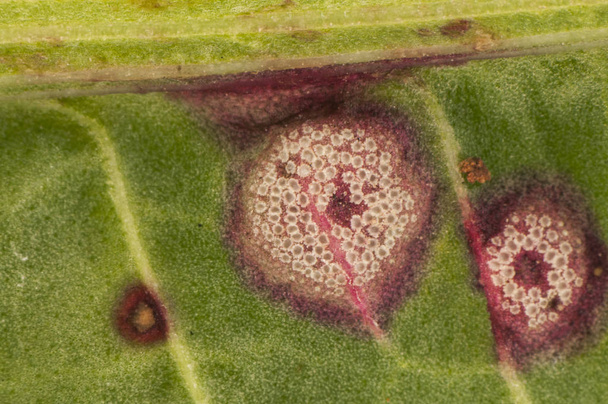 Puccinia phragmitis on Rumex is a parasitic fungus of this plant that grows as boils on the leaves and stems - Photo, Image