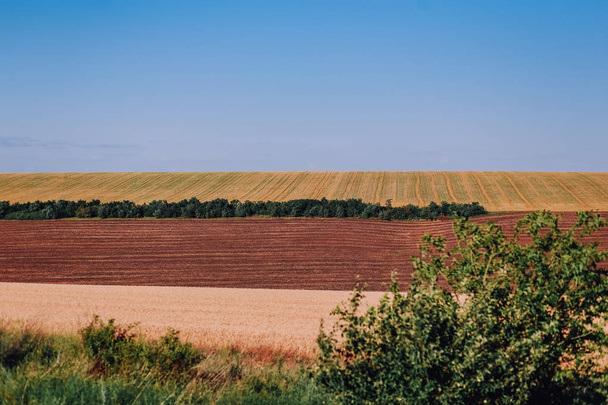 beautiful field agricultural crops row stripes waves - Φωτογραφία, εικόνα