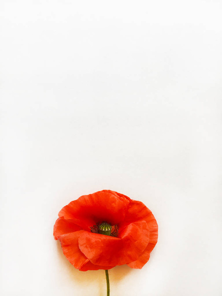 Bright red poppy flower. White background, isolate. Close-up, top view. Copy space. - Foto, Bild