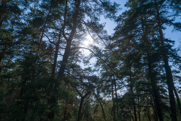 Солнечный свет сквозь ветви деревьев в лесу во второй половине дня
 - Фото, изображение