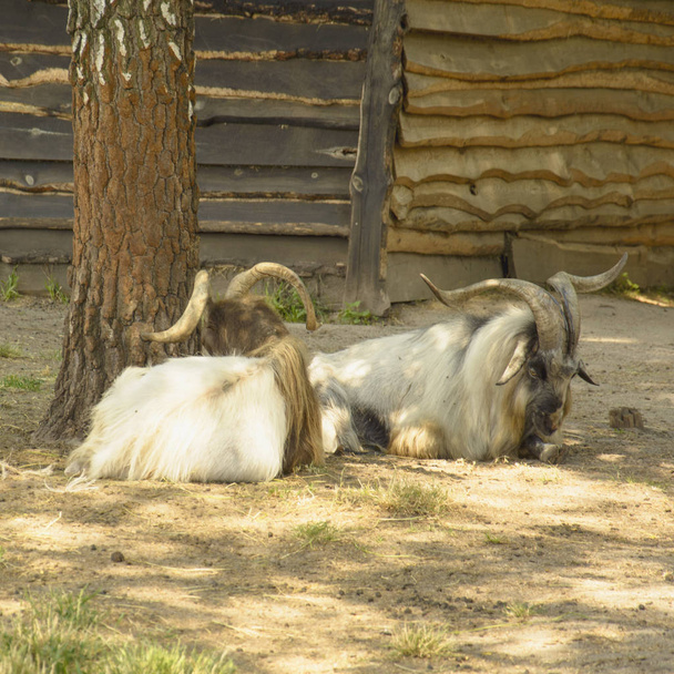 Divoké kozy v rezervaci - Fotografie, Obrázek