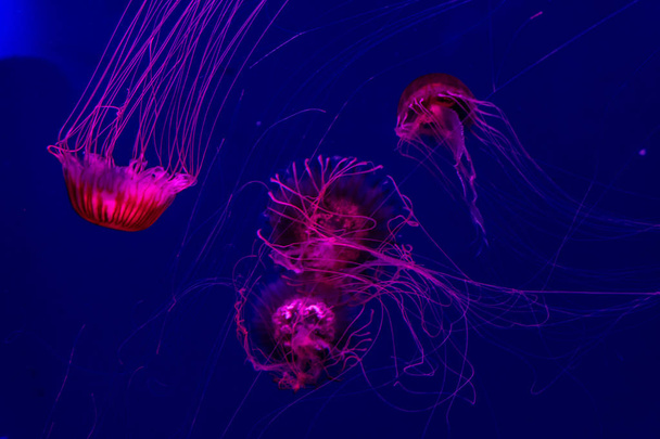 aquarium of jellyfish, fish, seaweed - Photo, Image