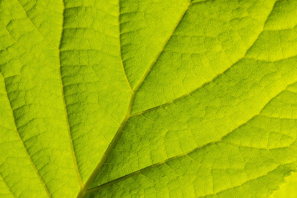 Yapraklı arka plan. Yeşilin makro deseni - Fotoğraf, Görsel