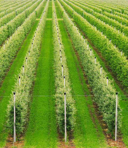 Scena rolnicza z rzędami rosnących bujnych zielonych jabłoni  - Zdjęcie, obraz