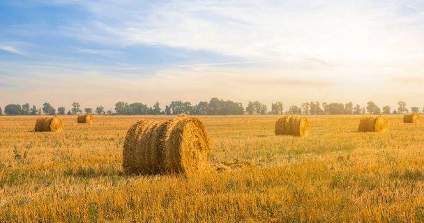 summer wheat field after a harvest at the sunset, summer agricultural background - 写真・画像
