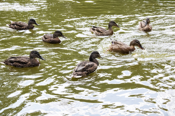Sok kacsa úszik a piszkos zöld víz a folyón - Fotó, kép