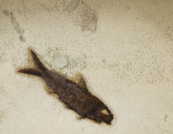 fosil balıklar - Fotoğraf, Görsel