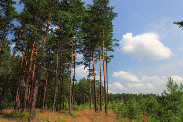 Sosna na skraju lasu, Polska - Zdjęcie, obraz