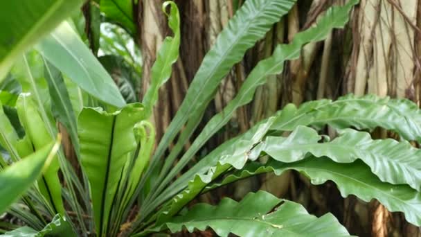 Птахи папороті гніздяться на баняні. Яскраве папороть птахів гніздо з великим зеленим листям, що росте на банані. Різні тропічні рослини, що ростуть у джунглях дощовий ліс на сонячний день у природі
 - Кадри, відео