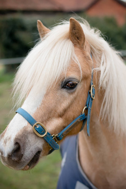 Retrato de un caballo de granja
 - Foto, imagen