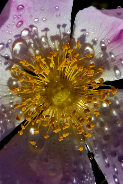 Макро крупним планом квітуча канна
 - Фото, зображення