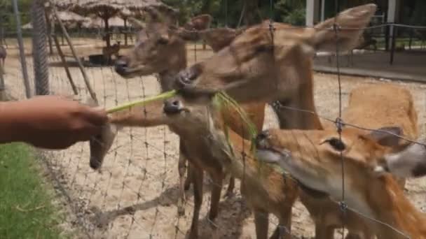hand feeding a group of deers in a farm - Materiał filmowy, wideo
