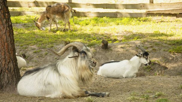 Dzikie kozy w rezerwie - Zdjęcie, obraz