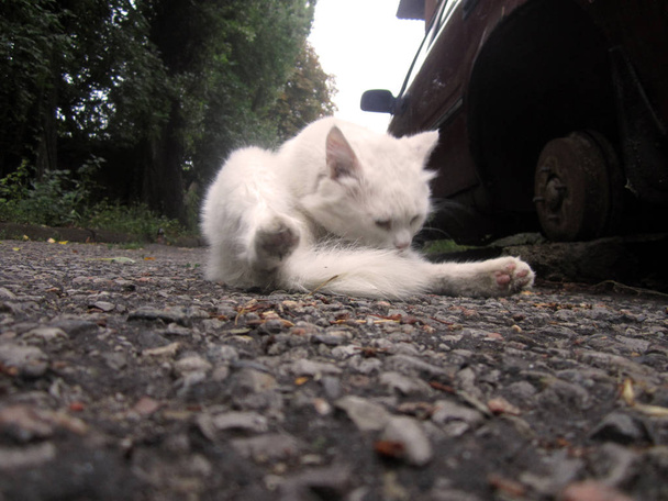weiße Katze auf der Straße - Foto, Bild