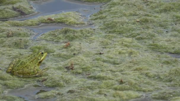 4k. ウルトラHd. カエルの種の豊富な緑藻の完全な濁った水の沼でカエル。野生 動物。カエルの呼吸自然。カエルが飛び跳ねている。移動. - 映像、動画