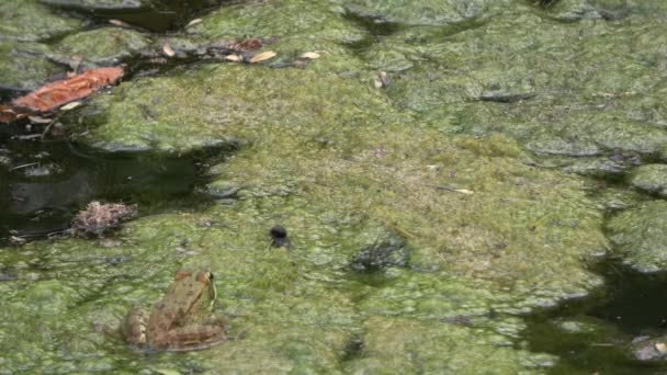 4k. Ultraschall. Frosch im Sumpf trüben Wassers, voll von Grünalgen mit einer Fülle von Froscharten. Wildtiere. Frosch atmet. Natur. - Filmmaterial, Video