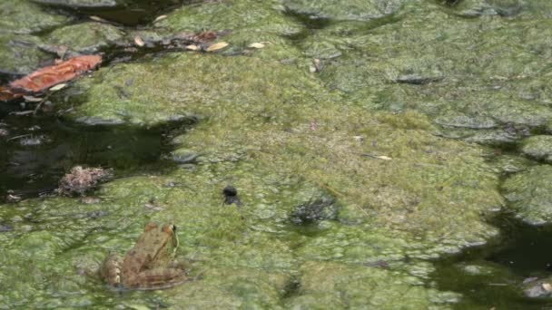 4k. Ultra HD. Frog in moeras van duistere water, vol met groene algen met een overvloed aan kikker soorten. Wildlife. Kikker ademhaling. Aard. De kikkers springen. Verplaatsen. - Video