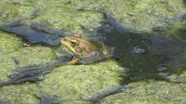 4k. Ultra HD. Frog in moeras van duistere water, vol met groene algen met een overvloed aan kikker soorten. Wildlife. Kikker ademhaling. Aard. - Video