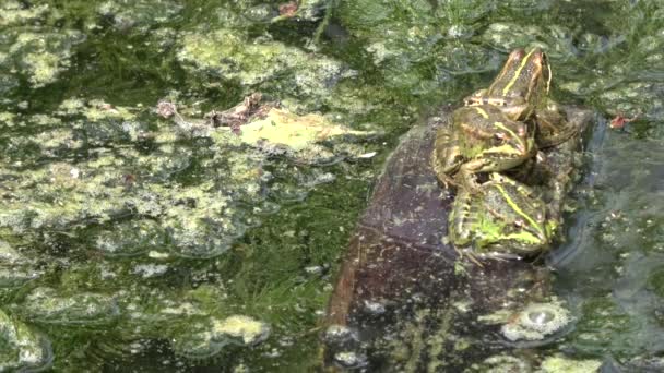 4k. ultra HD. Frog a mocsárban a sötét víz, tele zöld alga a bőséges béka faj. Vadon élő állatok. Béka légzés. Természet. - Felvétel, videó