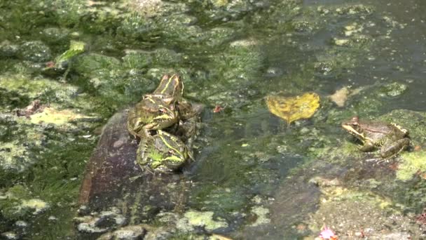 4k. Ultra HD. Frog in moeras van duistere water, vol met groene algen met een overvloed aan kikker soorten. Wildlife. Kikker ademhaling. Aard. - Video