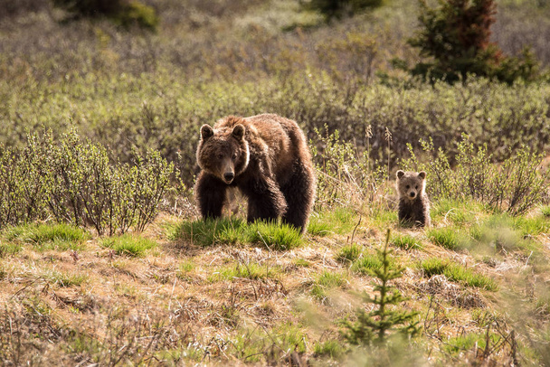 Grizzly bear e il suo cucciolo nel parco nazionale Jasper, Canada
 - Foto, immagini
