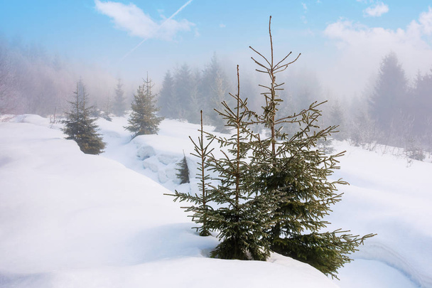 spruce trees on a snowy hill - Foto, imagen