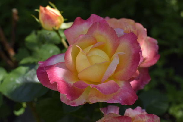 Vícebarvové růže s úžasným kombinem červené, žluté, oranžové a růžové - Fotografie, Obrázek