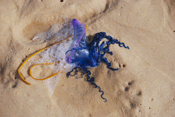 Physalia і його щупальцями на пляжі - Фото, зображення