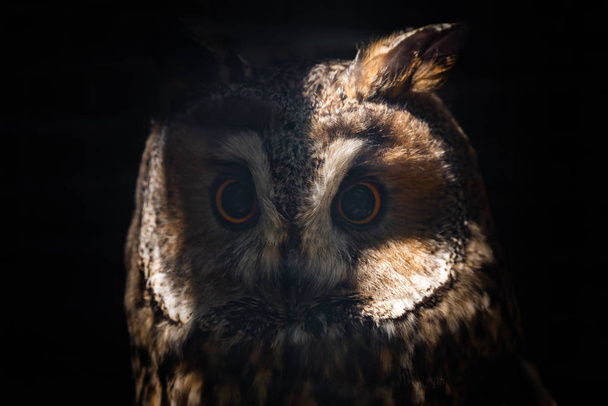 Long-eared owl or Asio otus in cage - Fotografie, Obrázek