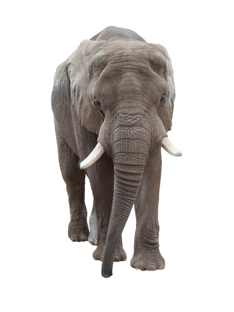 Elefánt - Fotó, kép