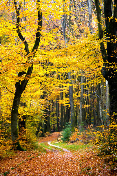 Pathway in forest - Foto, Imagem