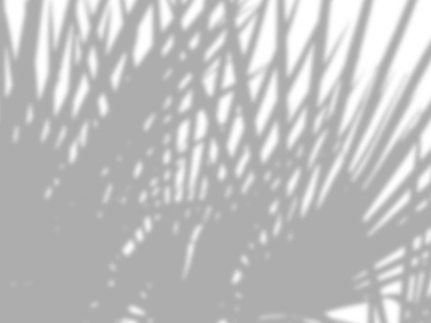 abstract background of shadows palm leaves on a white cement wall - Photo, Image