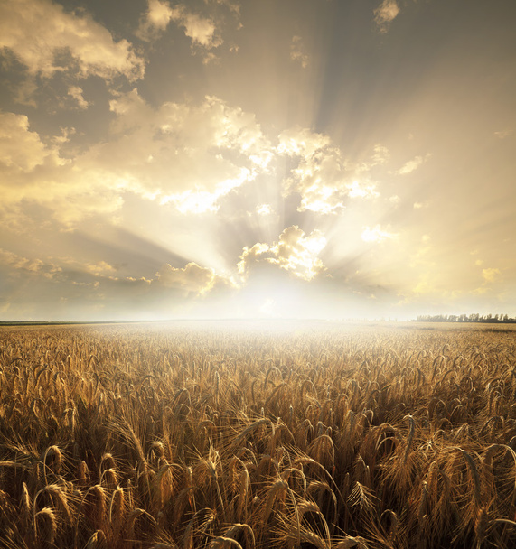 Wheat field - Photo, Image