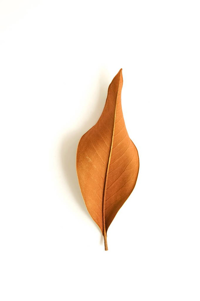 ein trockenes Herbstblatt isoliert auf weißem Hintergrund Draufsicht. minimales florales Konzept  - Foto, Bild