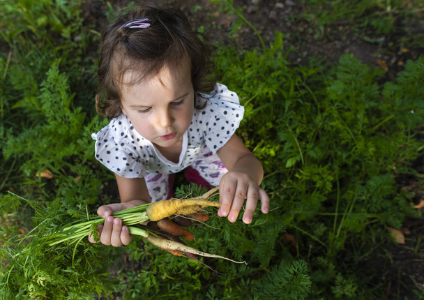Carrots from small organic farm. Kid farmer hold multi colored c - Zdjęcie, obraz