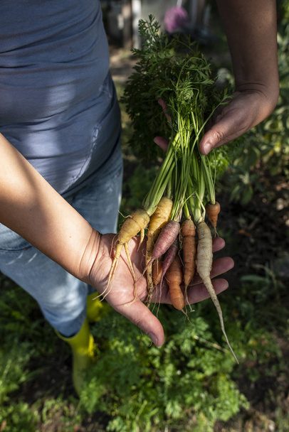 Zanahorias de una pequeña granja orgánica. Mujer agricultor hold multi color
 - Foto, Imagen