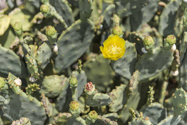 Jarní rozkvět na pichlové kaktus - Fotografie, Obrázek