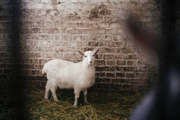 Cute little goat eating straw and looking from cage in old shelt - Photo, image