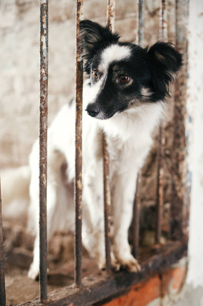 Sevimli korkmuş köpek eski barınakta kafes barlarından bakıyor, f bekliyor - Fotoğraf, Görsel