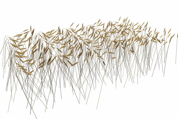 modern fragment of wheat spikelets field isolated on white background - agriculture, top - side view industrial 3D illustration - Valokuva, kuva