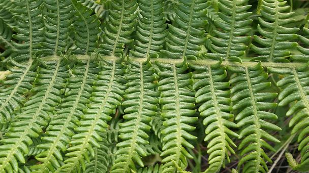 close up of fern leaves for background - Photo, Image