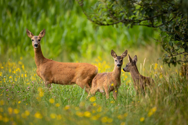 Row deer family graze on meadow, Czech wildlife - Photo, Image