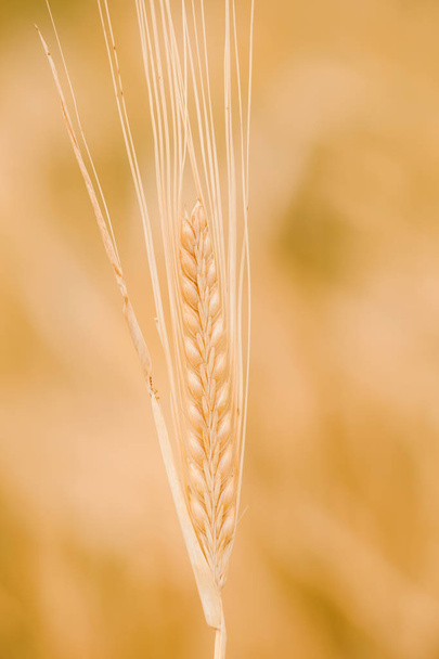 Campos de trigo à espera da colheita
 - Foto, Imagem