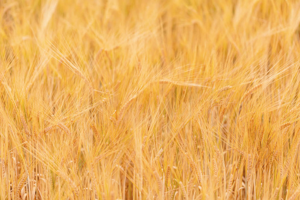 Campos de trigo à espera da colheita
 - Foto, Imagem