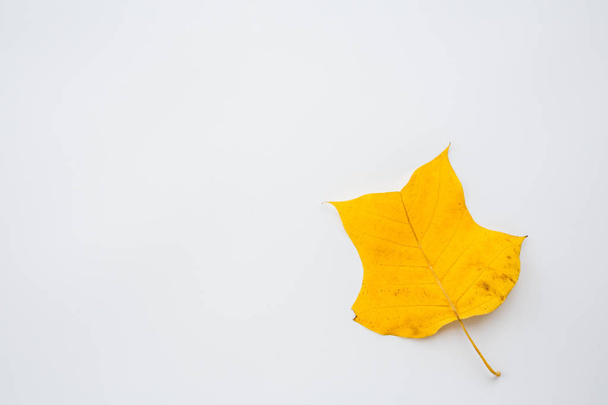 Top view, flat lay autumn fall mockup. Frame made of yellow leaves on white background. Copy space. - Valokuva, kuva
