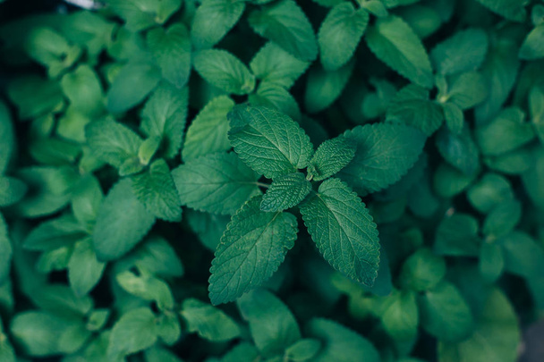 Dark Green foliage, nature background. Mint Plant Grow Background - Photo, image