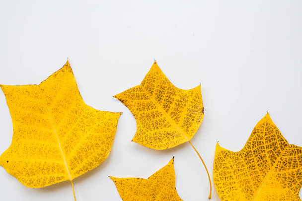 Top view, flat lay autumn fall mockup. Frame made of yellow leaves on white background. Copy space. - Valokuva, kuva