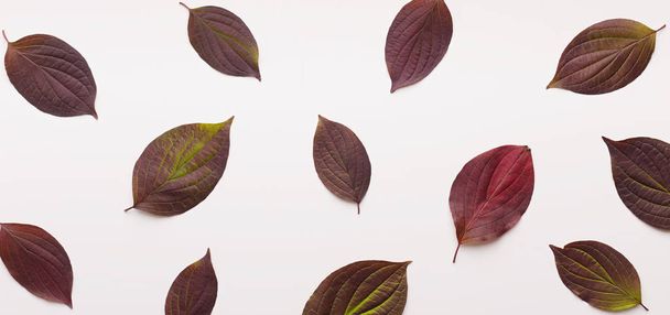 Creative autumn background with dark colored small leaves - Photo, Image